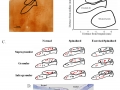 Exercise Induces Cortical Plasticity